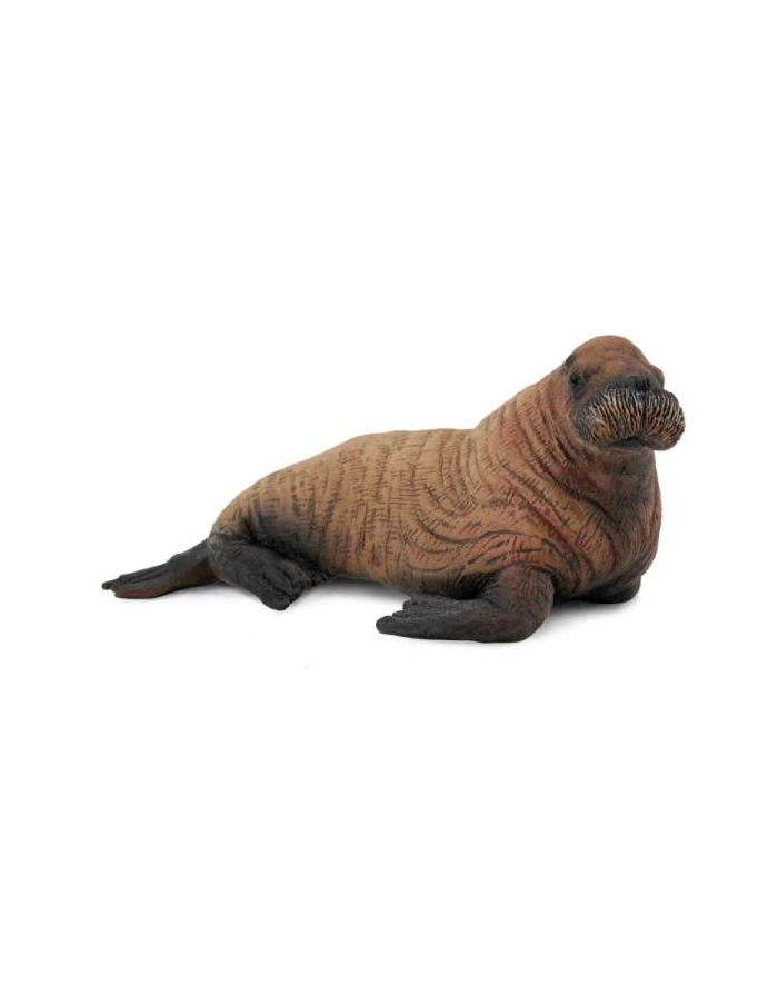 Mors młody 88570 COLLECTA główny