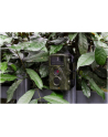 technaxx deutschland gmbh & co. kg TX-69 Nature Wild Cam Kamera myśliwska - nr 22
