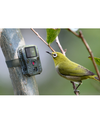 technaxx deutschland gmbh & co. kg TX-117 Kamera myśliwska mini Nature Wild Cam