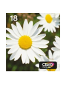 EPSON EasyMail MP Daisy-Claria Home N C M J - nr 4