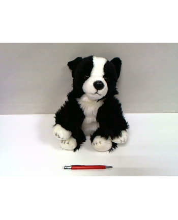 anek - smily play Pies Border Collie 30cm SmilyPlay 84404BD 34722