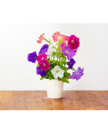 Kapsułki roślinne Click and Grow Plant Pods Petunia 3-Pack SGR27x3