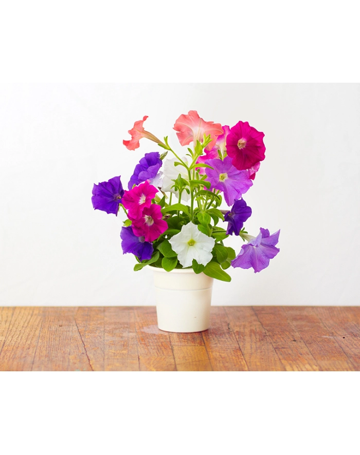 Kapsułki roślinne Click and Grow Plant Pods Petunia 3-Pack SGR27x3 główny