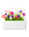 Kapsułki roślinne Click and Grow Plant Pods Petunia 3-Pack SGR27x3 - nr 7