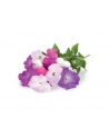 Kapsułki roślinne Click and Grow Plant Pods Petunia 3-Pack SGR27x3 - nr 8