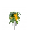 Kapsułki roślinne Click and Grow Plant Pods Słodka żółta papryka 3-Pack SGR53X3 - nr 15