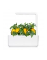 Kapsułki roślinne Click and Grow Plant Pods Słodka żółta papryka 3-Pack SGR53X3 - nr 16