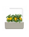 Kapsułki roślinne Click and Grow Plant Pods Słodka żółta papryka 3-Pack SGR53X3 - nr 2