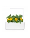 Kapsułki roślinne Click and Grow Plant Pods Słodka żółta papryka 3-Pack SGR53X3 - nr 4