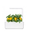Kapsułki roślinne Click and Grow Plant Pods Słodka żółta papryka 3-Pack SGR53X3 - nr 8