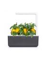 Kapsułki roślinne Click and Grow Plant Pods Słodka żółta papryka 3-Pack SGR53X3 - nr 9