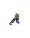 Kapsułki roślinne Click and Grow Plant Pods Lawenda 3-Pack SGR30x3 - nr 8