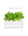Kapsułki roślinne Click and Grow Plant Pods Salata 3-Pack SGR32X3 - nr 12