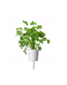 Kapsułki roślinne Click and Grow Plant Pods Kolendra 3-Pack SGR45x3 - nr 14