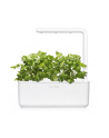 Kapsułki roślinne Click and Grow Plant Pods Kolendra 3-Pack SGR45x3 - nr 15