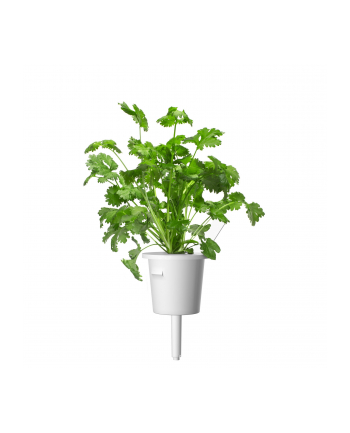 Kapsułki roślinne Click and Grow Plant Pods Kolendra 3-Pack SGR45x3