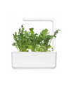 Kapsułki roślinne Click and Grow Plant Pods Rukola 3-Pack SGR19X3 - nr 8