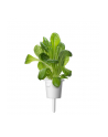 Kapsułki roślinne Click and Grow Plant Pods Salata rzymska 3-Pack SGR50x3 - nr 8