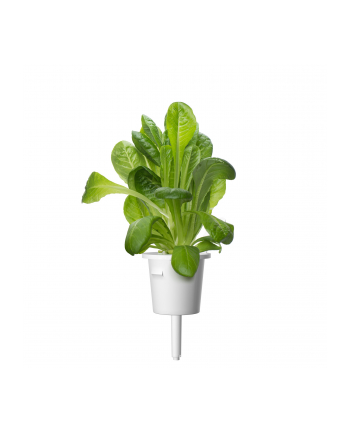 Kapsułki roślinne Click and Grow Plant Pods Salata rzymska 3-Pack SGR50x3