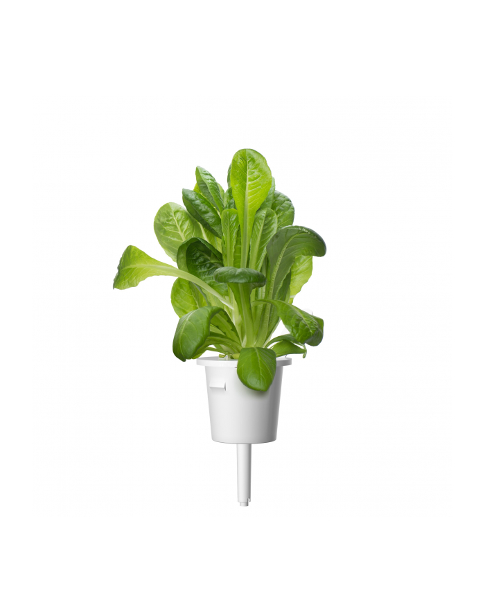 Kapsułki roślinne Click and Grow Plant Pods Salata rzymska 3-Pack SGR50x3 główny