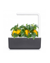 Kapsułki roślinne Click and Grow Plant Pods Słodka żółta papryka 3-Pack SGR53X3 - nr 3