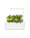 Kapsułki roślinne Click and Grow Plant Pods Słodka żółta papryka 3-Pack SGR53X3 - nr 8