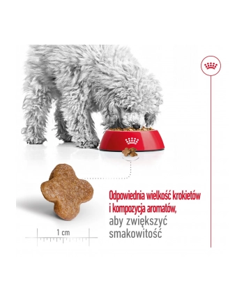 royal canin SHN Mini Adult +8 2 kg nr 1