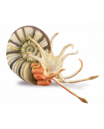 Pleuroceras ammonite 88902 COLLECTA