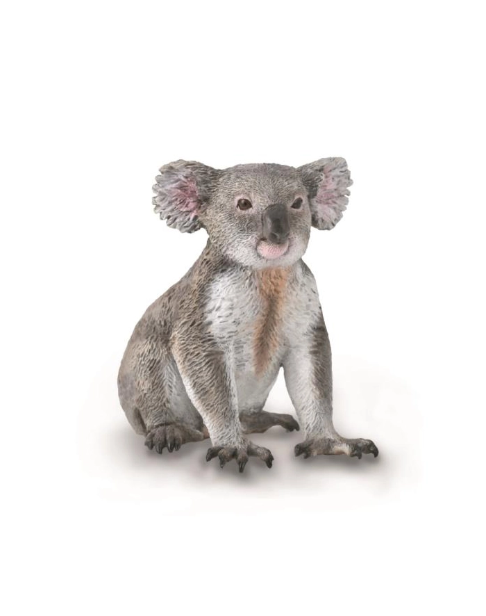 Miś koala 88940 COLLECTA główny