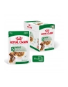 Karma ROYAL CANIN SHN Mini Adult w sosie 12X85G - nr 1