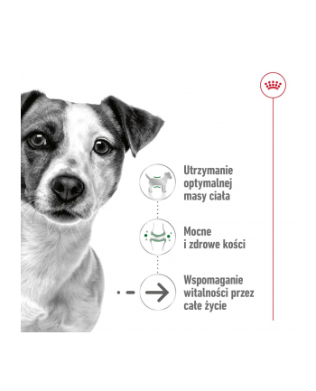 Karma ROYAL CANIN SHN Mini Ageing 12+ 12x85g
