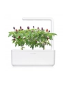 click and grow Click'Grow Kapsułki z nasionami Smart Soil Purpurowe Chili 3pak - nr 1