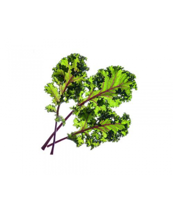 click and grow Click'Grow Nasiona Smart Soil jarmuż 3pak