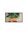 Philips 50Bdl4511D D Line 50 Class (49 5 Viewable) Led Backlit Lcd Display 4K For Digital Signage (50BDL4511D00) - nr 5