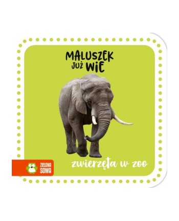 zielona sowa Książka Maluszek już wie. Zwierzęta w zoo