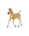 Schleich 13951 Źrebak rasy Haflinger Horse Club - nr 19