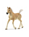 Schleich 13951 Źrebak rasy Haflinger Horse Club - nr 9