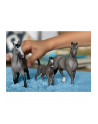 Schleich 13956 Ogier rasy Cheval de Selle Francais Horse Club - nr 12
