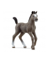 Schleich 13957 Źrebak rasy Cheval de Selle Francais Horse Club - nr 1