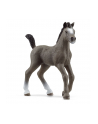 Schleich 13957 Źrebak rasy Cheval de Selle Francais Horse Club - nr 5