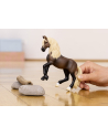 Schleich 13952 Ogier rasy paso peruwiański Horse Club - nr 5