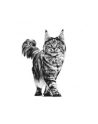 Royal Canin VD Cat Hypoallergenic 2 5 kg - nr 2