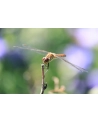 canon Obiektyw RF-S 55-210MM F5-7.1 IS STM 5824C005 - nr 26
