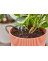 GARD-ENA Micro-Drip-System Drip Head 2 l/h, pressure-compensating (dark grey, 25 pieces, model 2023) - nr 9