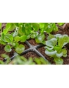GARD-ENA Micro-Drip-System cross piece 4.6mm (3/16''), connection (dark grey, 10 pieces, model 2023) - nr 12