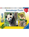 Ravensburger Childrens puzzle panda, tiger and lion (3x 49 pieces) - nr 6