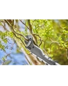 GARD-ENA Cordless Pruning Shears EasyCut 110/18V P4A solo, 18V (dark grey/turquoise, without battery and charger, POWER FOR ALL ALLIANCE) - nr 7