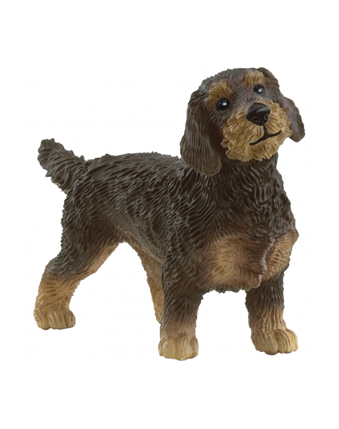 Schleich 13972 Jamnik szorstkowłosy główny