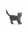 Schleich 13973 Kot brytyjski króktowłosy - nr 7