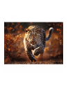 Puzzle 1000el Premium Plus Photo Odyssey: Dziki Leopard 10818 Trefl - nr 3